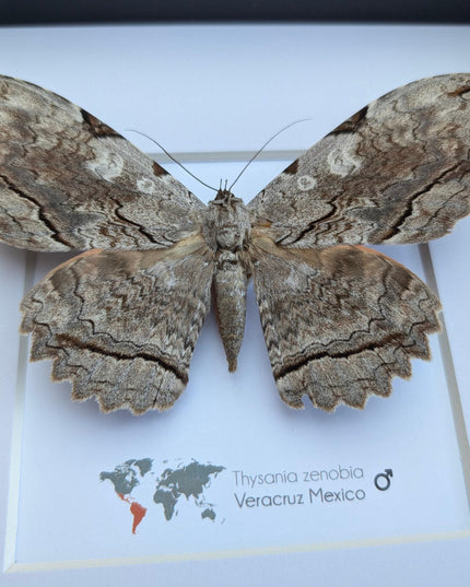 Framed Thysania Zenobia Owl Moth, Ethically Sourced Taxidermy Wall Decor