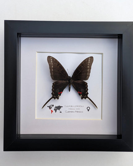 Framed dark kite swallowtail butterfly: rare melanic female entomology display
