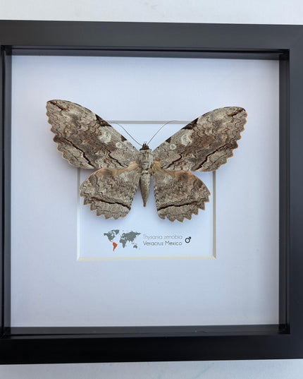 Framed Thysania Zenobia Owl Moth, Ethically Sourced Taxidermy Wall Decor