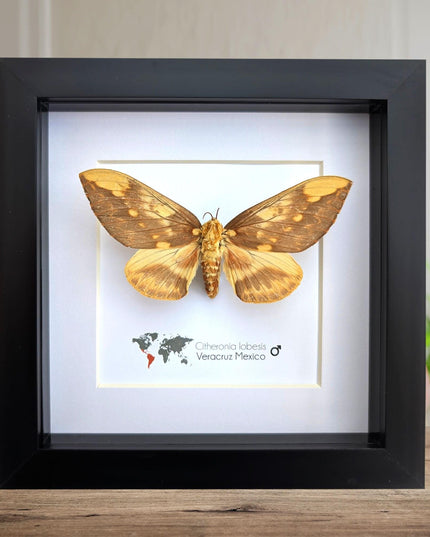 Framed Citheronia Lobesis Moth, Horned Devil Moth, Taxidermy Display