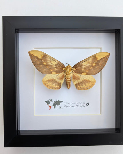 Framed Citheronia Lobesis Moth, Horned Devil Moth, Taxidermy Display