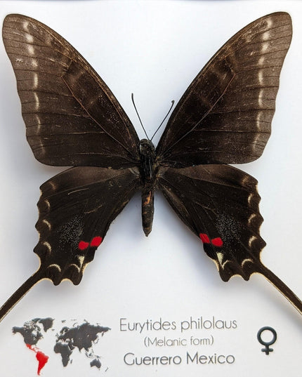 Framed dark kite swallowtail butterfly: rare melanic female entomology display