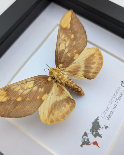 Framed Citheronia Lobesis Moth, Horned Devil Moth, Taxidermy Display