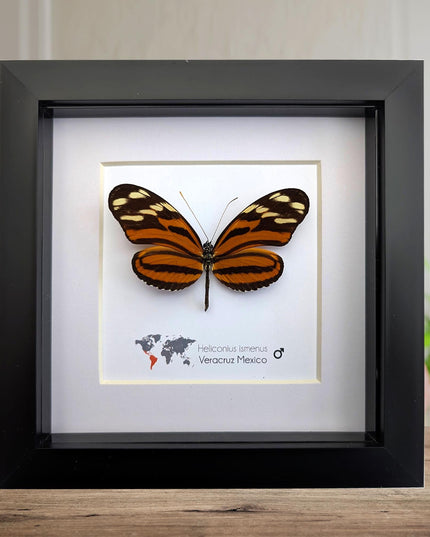 Framed Heliconius Ismenus Butterfly, Ethically Sourced Taxidermy Wall Decor (6x6)