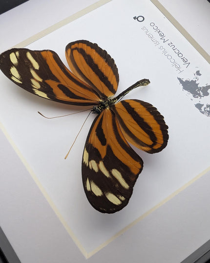 Framed Heliconius Ismenus Butterfly, Ethically Sourced Taxidermy Wall Decor (6x6)