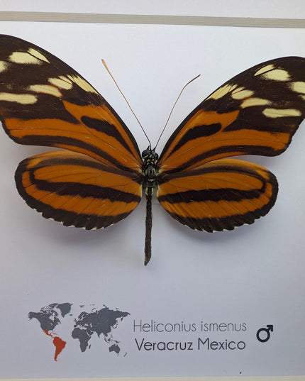 Framed Heliconius Ismenus Butterfly, Ethically Sourced Taxidermy Wall Decor (6x6)