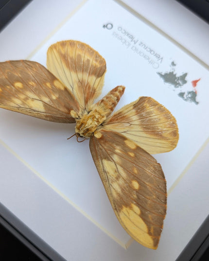 Framed Citheronia Lobesis Moth, Horned Devil Moth, Taxidermy Display