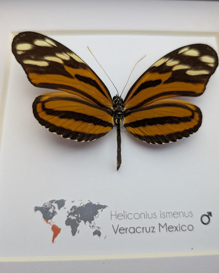 Framed Heliconius Ismenus Butterfly, Ethically Sourced Taxidermy Wall Decor (6x6)