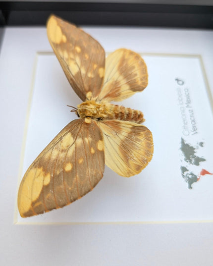 Framed Citheronia Lobesis Moth, Horned Devil Moth, Taxidermy Display