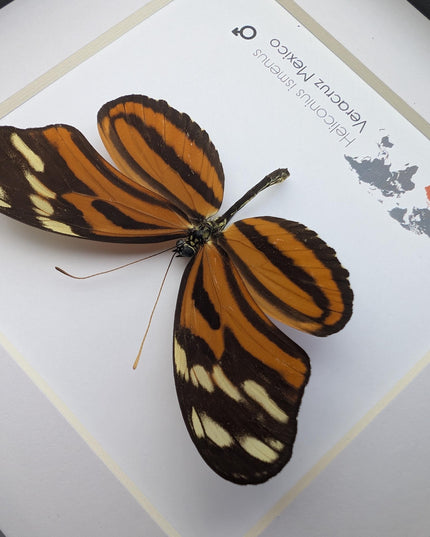 Framed Heliconius Ismenus Butterfly, Ethically Sourced Taxidermy Wall Decor (6x6)
