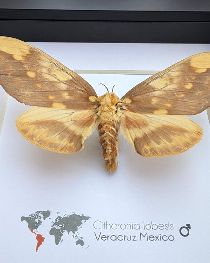 Framed Citheronia Lobesis Moth, Horned Devil Moth, Taxidermy Display