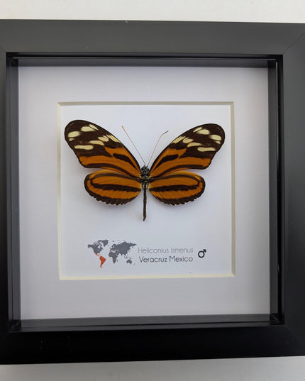 Framed Heliconius Ismenus Butterfly, Ethically Sourced Taxidermy Wall Decor (6x6)