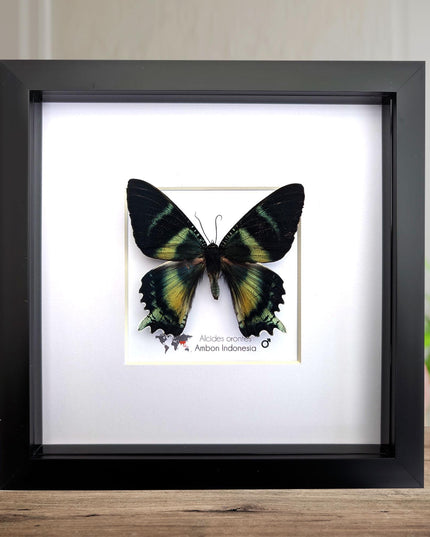Framed Green-Banded Urania Moth, Taxidermy Entomology Art (8x8)