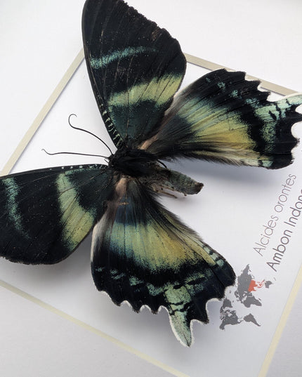 Framed Green-Banded Urania Moth, Taxidermy Entomology Art (8x8)