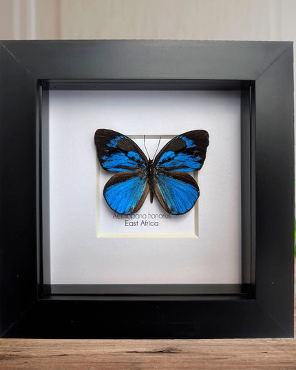Framed honorius hairstreak butterfly: african entomology art (4" x 4")