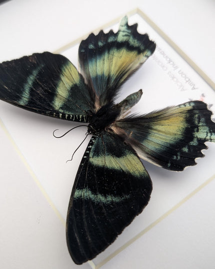 Framed Green-Banded Urania Moth, Taxidermy Entomology Art (8x8)