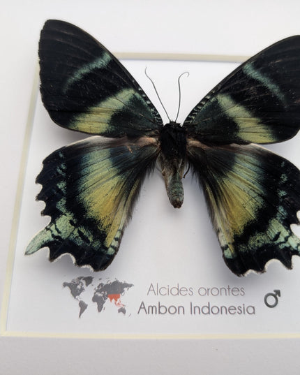 Framed Green-Banded Urania Moth, Taxidermy Entomology Art (8x8)
