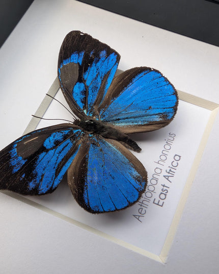 Framed honorius hairstreak butterfly: african entomology art (4" x 4")
