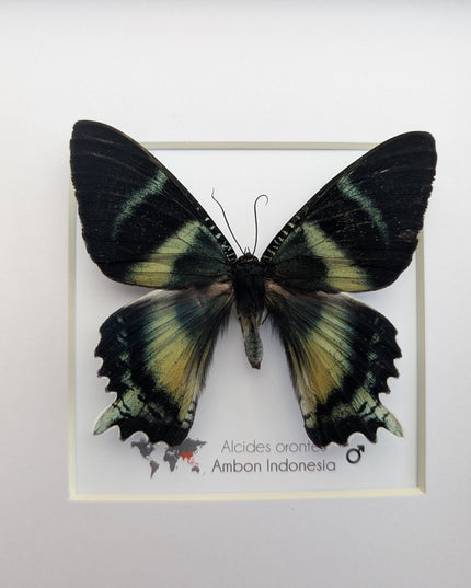 Framed Green-Banded Urania Moth, Taxidermy Entomology Art (8x8)