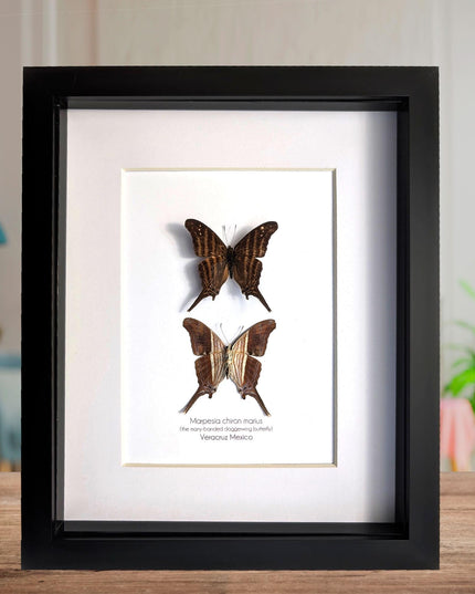 Framed Many-Banded Daggerwing Butterfly Pair, Taxidermy Entomology Display (8x10)