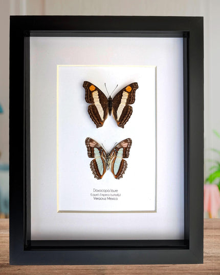 Framed Doxocopa Laure Butterfly Pair, 8x10 Taxidermy Nature Art