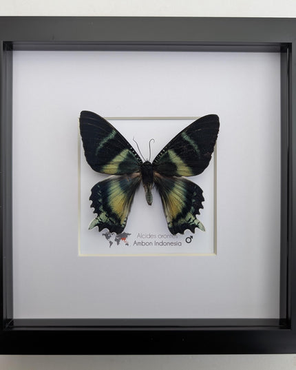 Framed Green-Banded Urania Moth, Taxidermy Entomology Art (8x8)