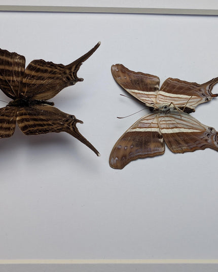 Framed Many-Banded Daggerwing Butterfly Pair, Taxidermy Entomology Display (8x10)