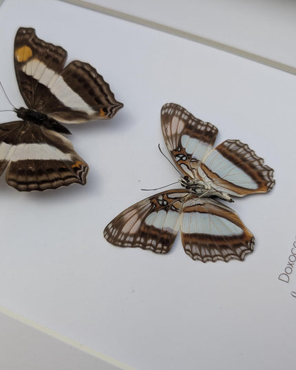 Framed Doxocopa Laure Butterfly Pair, 8x10 Taxidermy Nature Art
