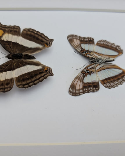 Framed Doxocopa Laure Butterfly Pair, 8x10 Taxidermy Nature Art