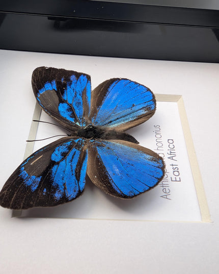 Framed honorius hairstreak butterfly: african entomology art (4" x 4")