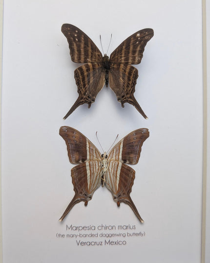 Framed Many-Banded Daggerwing Butterfly Pair, Taxidermy Entomology Display (8x10)