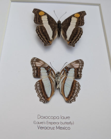 Framed Doxocopa Laure Butterfly Pair, 8x10 Taxidermy Nature Art