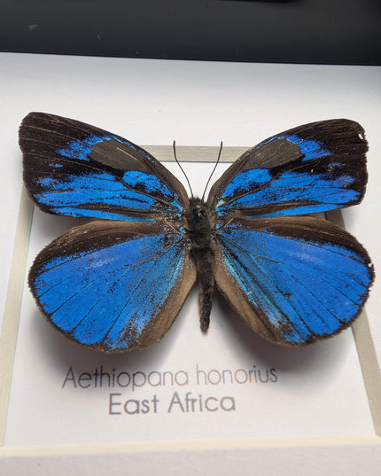 Framed honorius hairstreak butterfly: african entomology art (4" x 4")