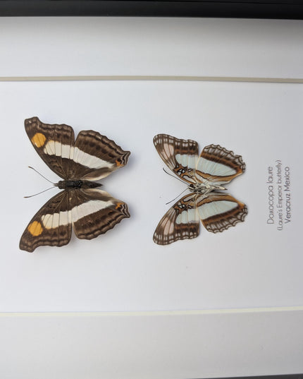 Framed Doxocopa Laure Butterfly Pair, 8x10 Taxidermy Nature Art