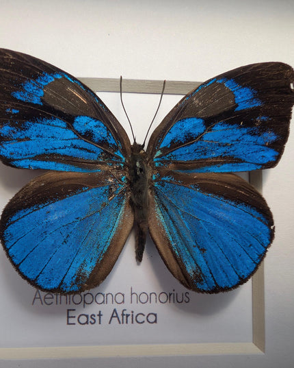 Framed honorius hairstreak butterfly: african entomology art (4" x 4")