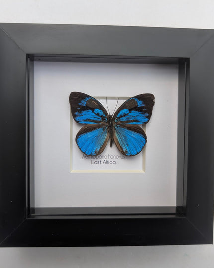 Framed honorius hairstreak butterfly: african entomology art (4" x 4")