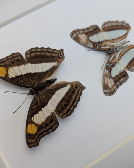 Framed Doxocopa Laure Butterfly Pair, 8x10 Taxidermy Nature Art