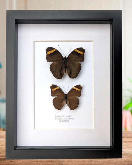 Framed green forester butterfly taxidermy: entomology wall decor (8x10" frame)