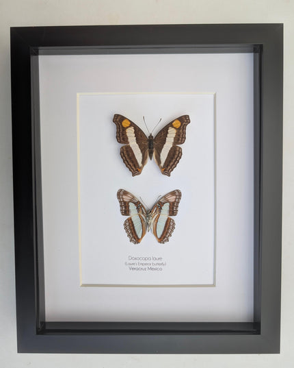 Framed Doxocopa Laure Butterfly Pair, 8x10 Taxidermy Nature Art