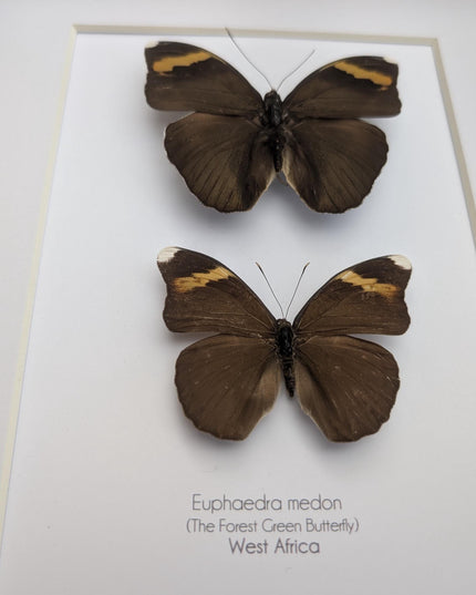 Framed green forester butterfly taxidermy: entomology wall decor (8x10" frame)