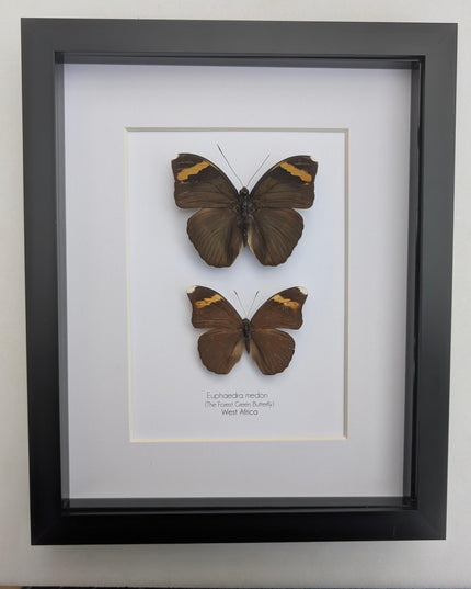 Framed green forester butterfly taxidermy: entomology wall decor (8x10" frame)