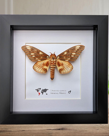 Framed Aztecan Horned Devil Moth Taxidermy, Entomology Wall Art (6x6)