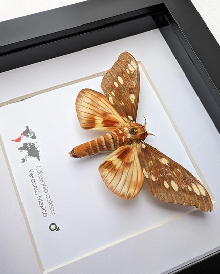 Framed Aztecan Horned Devil Moth Taxidermy, Entomology Wall Art (6x6)
