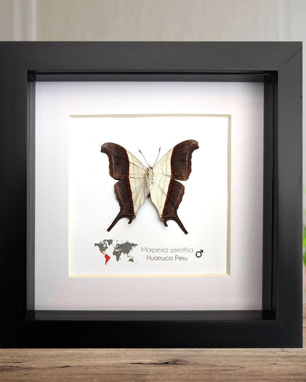 Framed Marpesia Zerynthia Butterfly Display, Ethically Sourced Taxidermy Gift