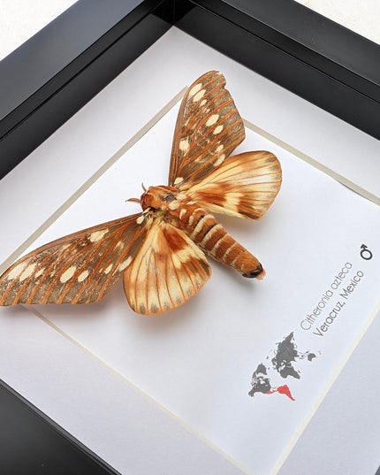 Framed Aztecan Horned Devil Moth Taxidermy, Entomology Wall Art (6x6)