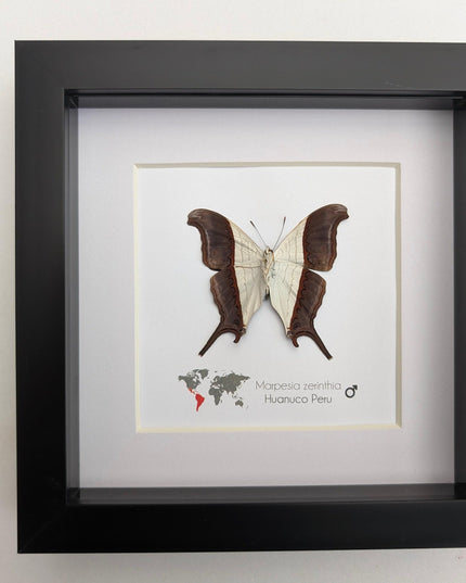 Framed Marpesia Zerynthia Butterfly Display, Ethically Sourced Taxidermy Gift