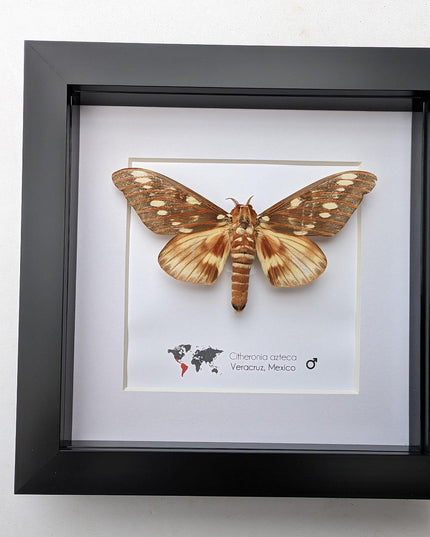 Framed Aztecan Horned Devil Moth Taxidermy, Entomology Wall Art (6x6)