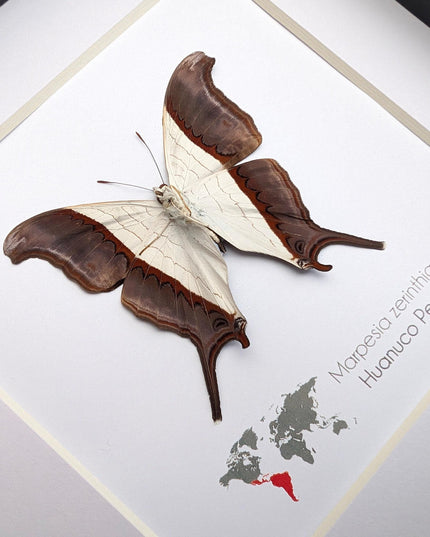 Framed Marpesia Zerynthia Butterfly Display, Ethically Sourced Taxidermy Gift