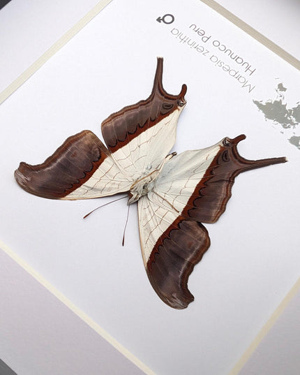 Framed Marpesia Zerynthia Butterfly Display, Ethically Sourced Taxidermy Gift
