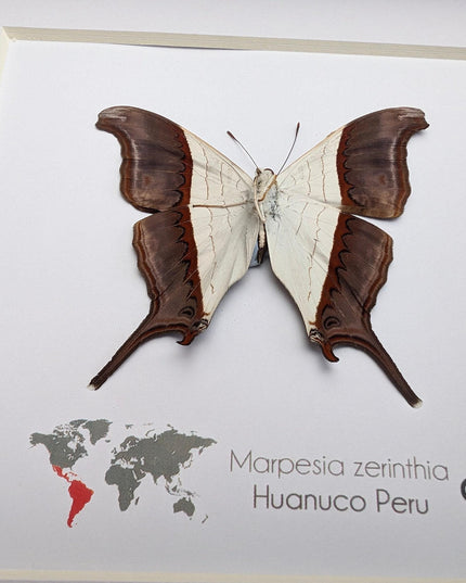 Framed Marpesia Zerynthia Butterfly Display, Ethically Sourced Taxidermy Gift